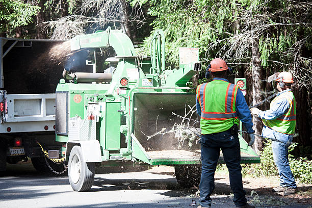 Best Commercial Tree Removal  in USA